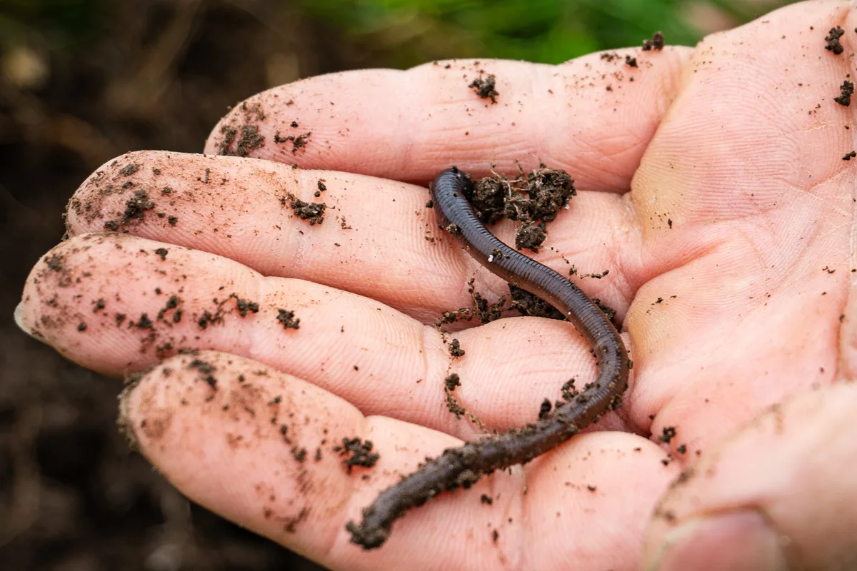 Auch Regenwürmer und Kleinstlebewesen finden hier eine Heimat. Eine Hand hält einen Regenwurm.